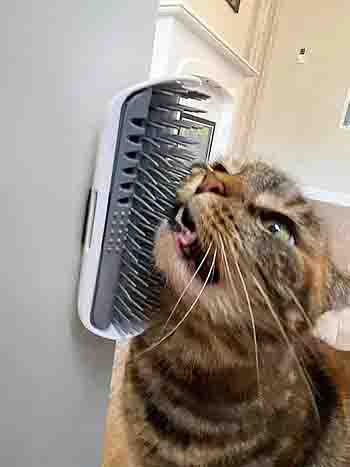 Lily with corner-mounted cat grooming brush.