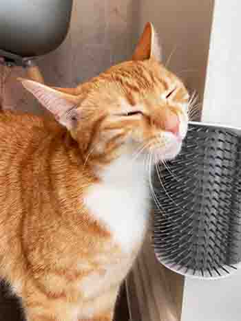 Loki/Skye with corner-mounted cat grooming brush enjoying a good rub and chin scratch