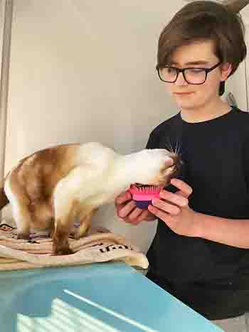 Lucy with corner-mounted cat grooming brush.