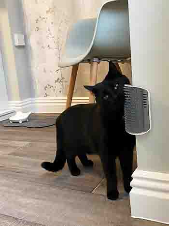 Pumpkin/Shadow with corner-mounted cat grooming brush and clearly enjoyuing every moment