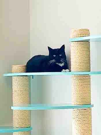 Black cat lies on wall platform