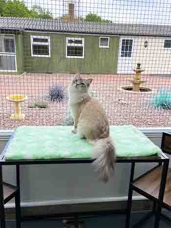 Pumpkin Simba happy in the garden room
