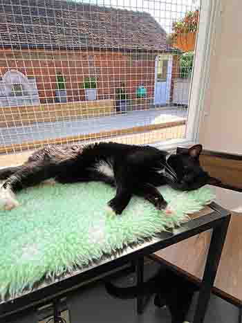 Lilo Stitch lazing in the window