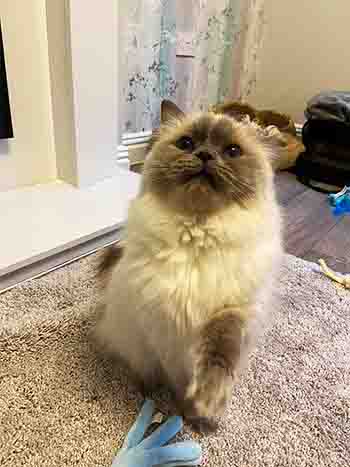 Pretty Ragdoll cat playing on rug