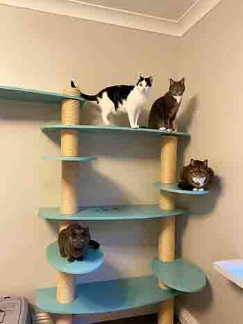 4 cat family on cat tree