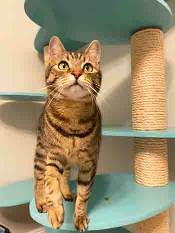 Beautiful cat sitting on cat stand