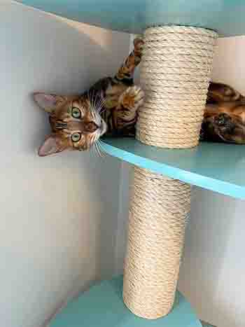 Neko Coconut playing with cat scratcher