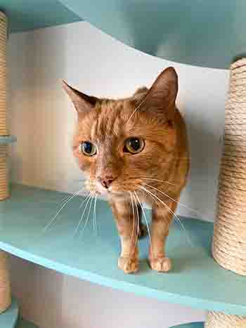 Handsome cat on cat tree