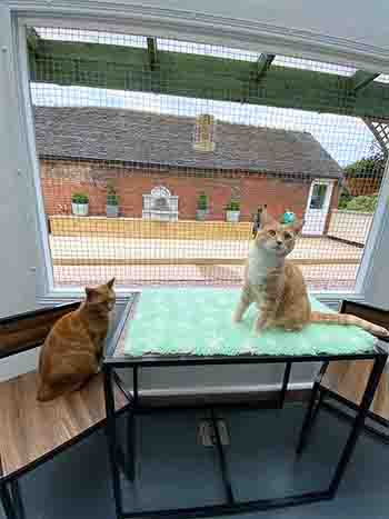 2 cat family in garden room