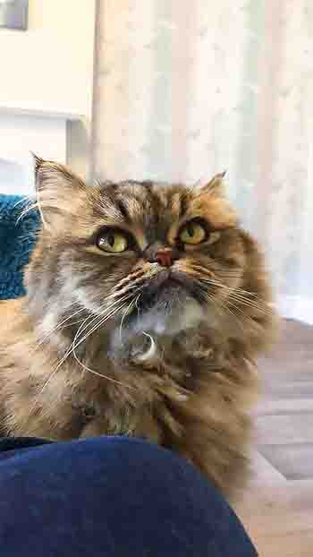 Pretty persian cat looks up happily