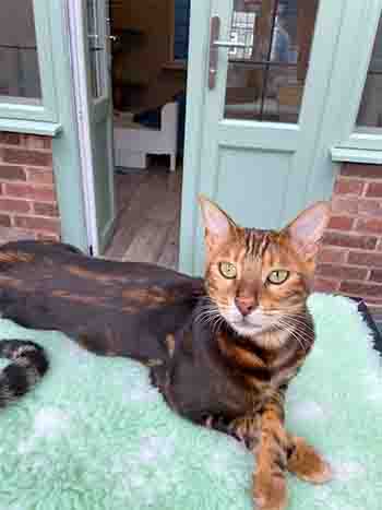 Cat relaxing on garden room table