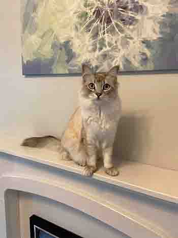Pumpkin Simba posing on mantlepiece