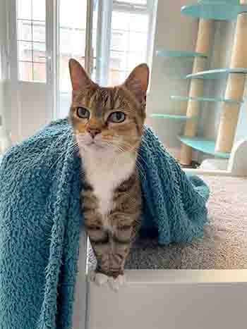 Pebbles under the cat throw