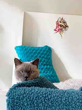 Herbie cuddled up in bed