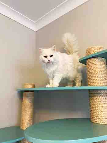 Muncherella playing on cat tree