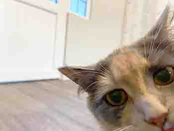 Gary/Winter/Rose closup of most of face peering at you from bottom right hand corner of photo