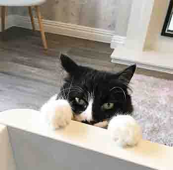 Juno resing her paws on the side of the bed, you can only see her face peeking out from behind her paws