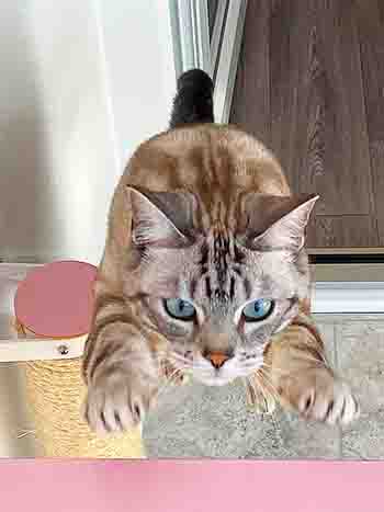 Pumpkin/Simba jumping up onto a shelf, with photo taken from above - fantastic!