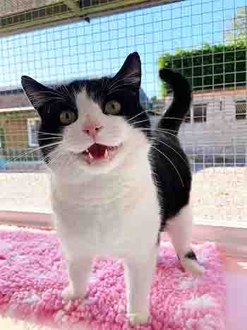 Garage Cat looking like he's laughing!