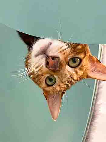 Neko/Coconut head only, upside down, peering at you from a shelf above