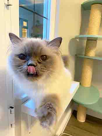 Reuben reaching out to you from a shelf, sticking his tongue out and licking his nose