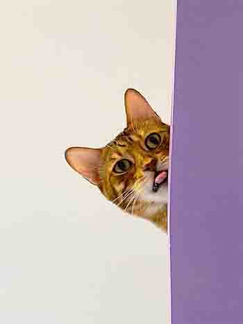 Kovu's head only peeking out from a shelf above you, he is sticking his tongue out at you like he's blowing raspberries!