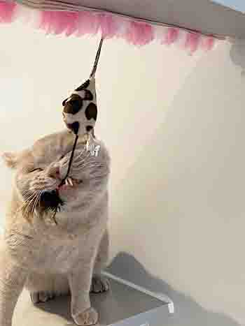 Nettie tugging at a strand of toys, her mouth at a funny angle with a coupld of teeth on show