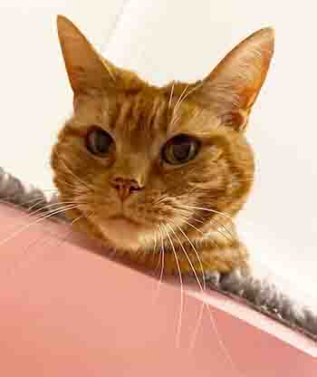 Funny ginger cat peeking out over shelf