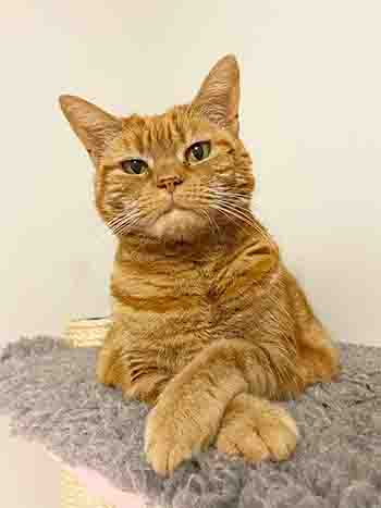 Rupert/Lulu lazing on shelf with fromt paws crossed over each other and a quirky, quizzical expression