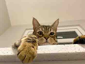 Funny cat on shelf above, reaching a paw out to you