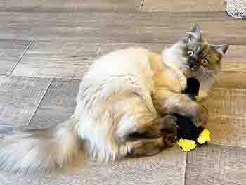 Poncho/Pablo with all paws wrapped around a toy and a wild and crazy cat expression on her face