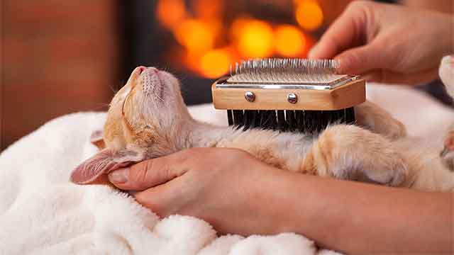 A young ginger and white cat lying on his back, being brushed, head cradled by a female hand, with a blissful expression on his face and a log fire in the background.