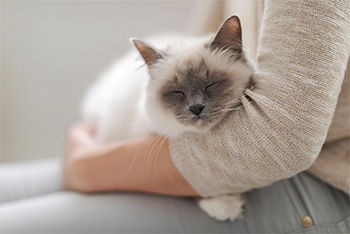 Cat having a lovely lap cuddle