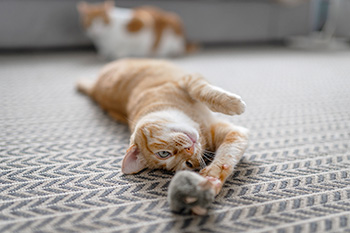 Cat stretching out for a toy