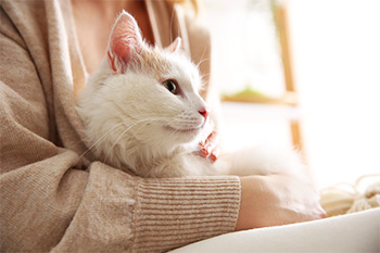 Beautiful cat enjoying a lap cuddle