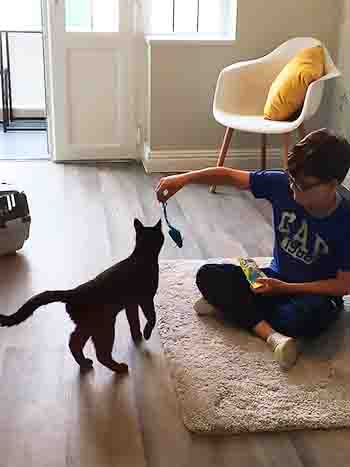 Cat plays with toy mouse.