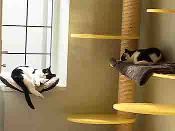 Black and white cat asleep on soft bed on the windowsill, near her on the right wall is another black and white cat asleep on a bed on the climbing platform.