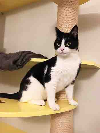 Black and white cat sitting on a wall platform.