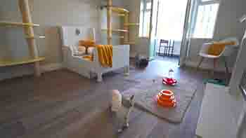 View of the whole room, with a kitten walking towards the camera after playing with lots of toys.
