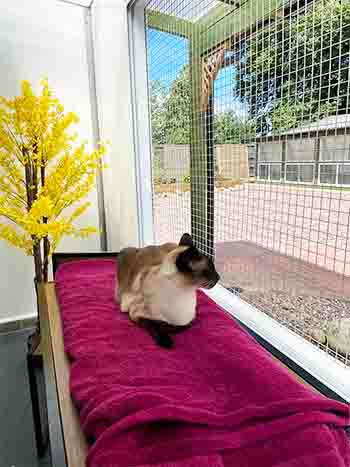 Pushkin comfy gazing out to the garden