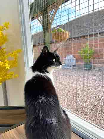 Daisy watching birds