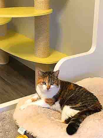 Cat rests on faux fur bed on top of comfy large bed.