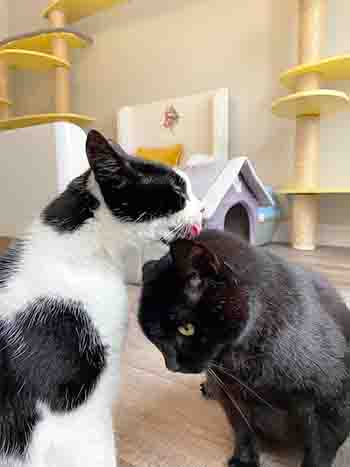 Prinny Noriu Tiger Bug