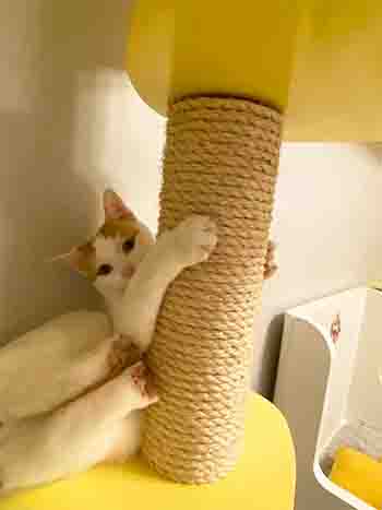 Cat peeking out from behind scratching post