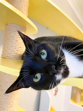 Black and white cat lying on shelf
