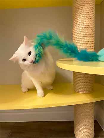 Black cat sitting on lemon yellow platform.