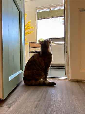 Black cat peeking out from the climbing wall.