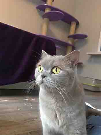 Pale grey cat with pale green eyes.