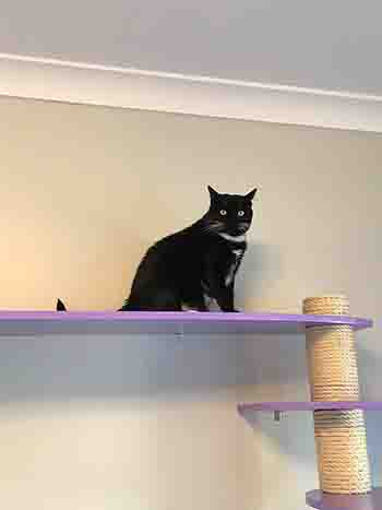 Black cat sitting on top of the highest platform on the wall.