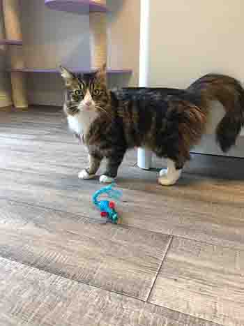 Tortoiseshell cat playing with a bright turquoise mouse toy.